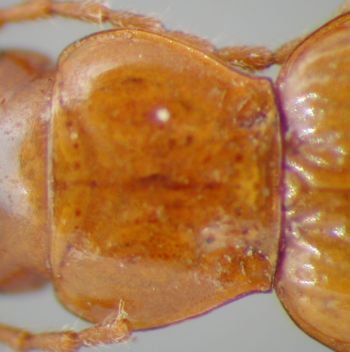 Media type: image;   Entomology 16304 Aspect: pronotum dorsal